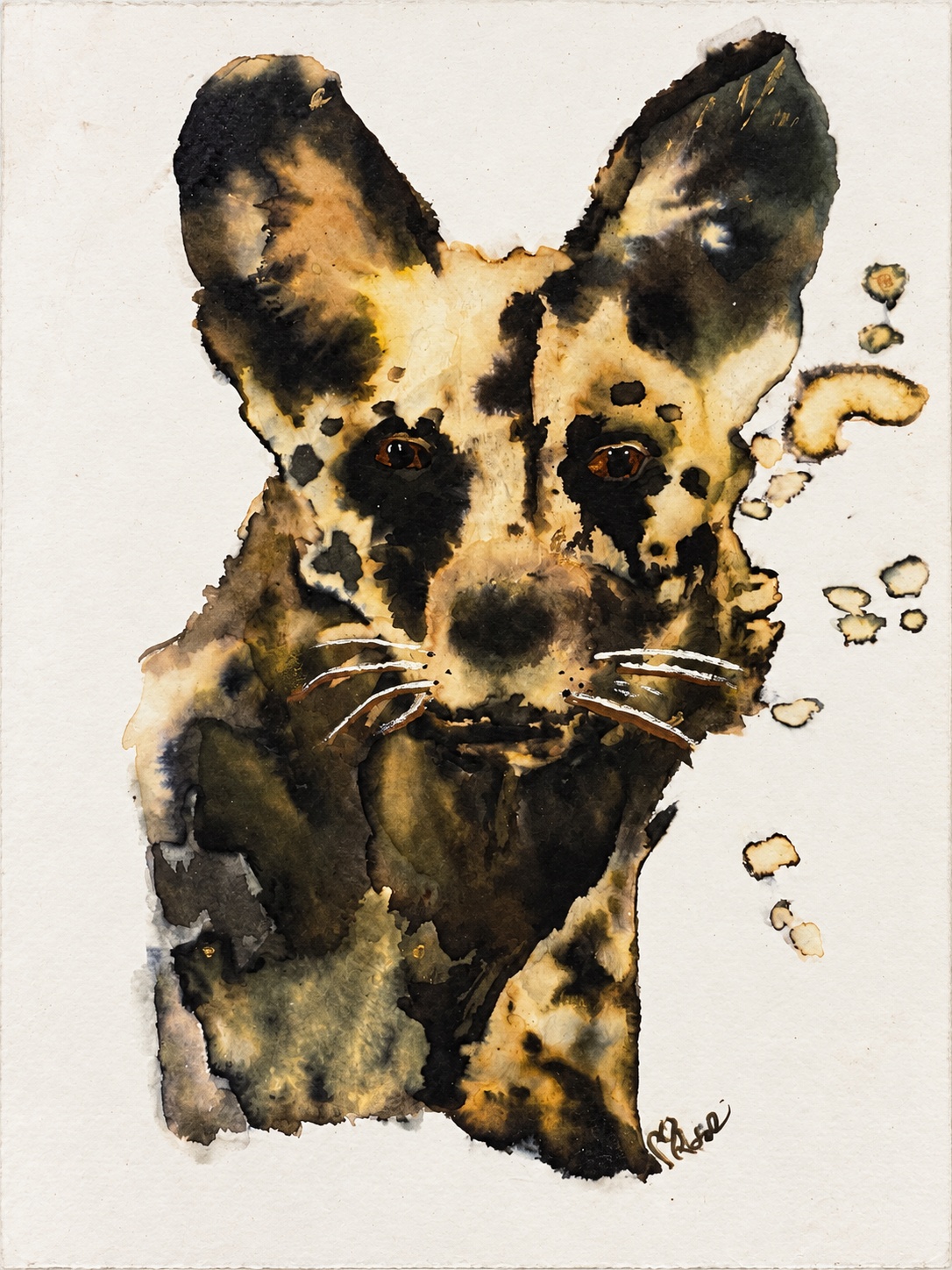 Wild Dog portrait with large ears, dark eyes and white whiskers, edited photograph without its frame and mount.